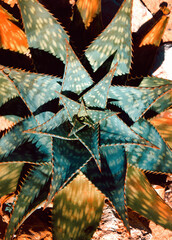 Aloe con monitas planta suculenta © Malia