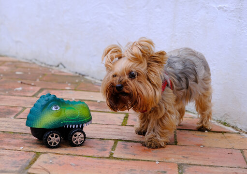 Perrito jugando coin un juguete de dinosaurio