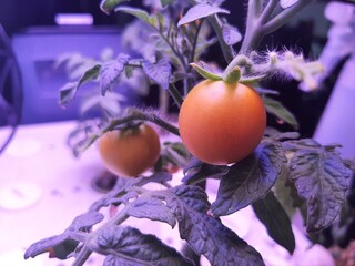 A close-up of ripening cherry tomatoes growing indoors under artificial light. Green leaves contrast with the orange fruit, creating a futuristic and organic feel.