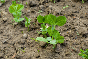 Sprouts of young peas in a garden bed in the ground. Seedlings in the ground at the cottage. Gardening and gardening. Eco-products grown by hand. Farm and healthy vegetables and food