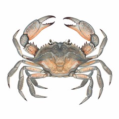 Detailed watercolor illustration of a grey and orange crab with large claws. Perfect for marine, wildlife or educational projects.