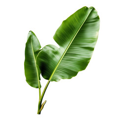 Fototapeta premium Banana plant leaves on a nature close-up greenery vibrant on a transparent background
