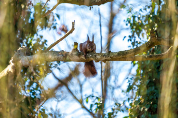 Ein Eichhörnchen in einem Baum