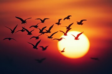 Fototapeta premium Birds are flying in front of a setting sun creating silhouettes against the vibrant orange sky