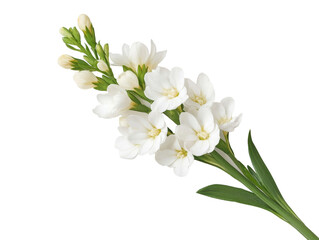 Elegant white flower bouquet design for spring decorations and gifts, cut out