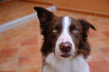 Perro marrón y blanco en la puerta de casa