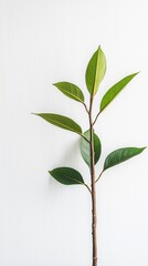Fototapeta premium Green leaves on a branch against a white background, Mobile Background