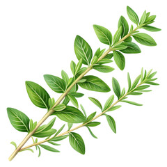 Obraz premium green leaves isolated on white background