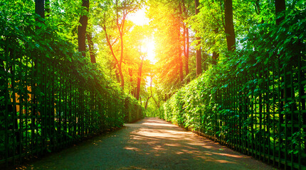 Fototapeta premium Summer sunny park landscape - summer city park with metal fences and deciduous green trees