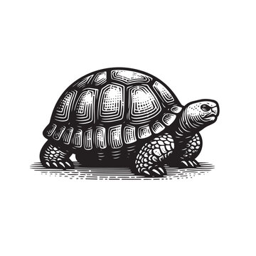 black and white tortoise drawing clip art preview