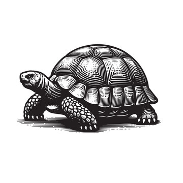 black and white tortoise drawing clip art preview