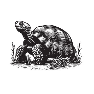 black and white tortoise on grass clip art preview