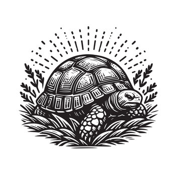 black and white tortoise in grass clip art preview