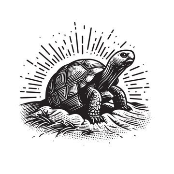 black and white turtle on grass clip art preview