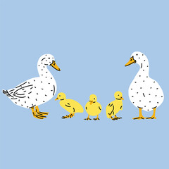 Flat style vector illustration of a duck family with drake, duck, and three ducklings. Simple cartoon design, isolated background. Spring themes, children’s projects, stickers, icons, farm animal bird