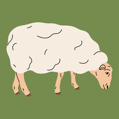 Flat style vector illustration of a sheep. Simple and soft cartoon look, farm-themed designs, nature projects, or educational materials. Clean minimal style, spring designs, stickers, icons, livestock