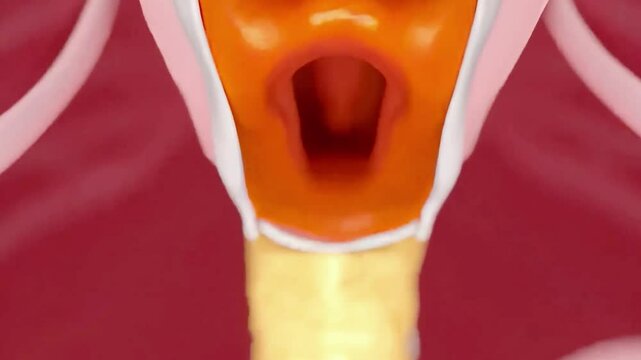 3D animation of throat anatomy showing pharynx, larynx, esophagus, and vocal cords in motion, illustrating speech, swallowing, airflow, infections, and throat inflammation