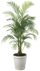 Obraz premium Creative and new Vibrant Palm Plant in a White Pot, Perfect for Home Decor