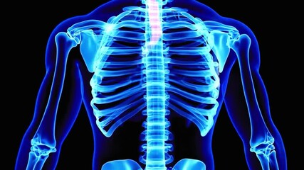 3D animation of the human skeletal system focusing on the spine and ribcage, ideal for anatomy education, posture analysis, bone health awareness, and medical visualizations - Powered by Adobe