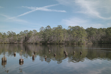 Remnants of an old dock on a lake, and swimming geese - landscape