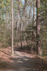 Nature trail walkway 2
