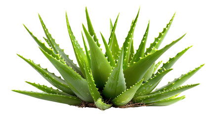 Fototapeta premium Vibrant green aloe vera plant isolated on transparent background