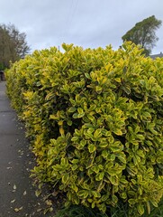 golden euonymus bush shrub variegated 