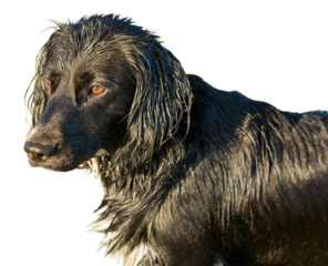 Hunting dog Spaniel portrait