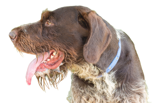 German hunting watchdog drahthaar, beautiful dog portrait in summer
