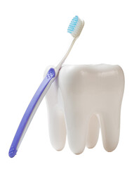 White tooth and colorful toothbrush on white background, dental care concept