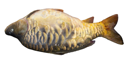 Fresh mirror carp caught in the river by a fisherman lies in a trough. Huge giant fish monster.