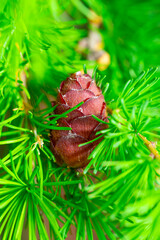 Fototapeta premium fresh cone on a larch