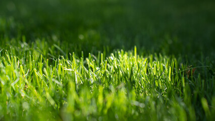 Close-up of fresh green grass in sunlight, with a blurred background creating a soft, natural effect. The vibrant texture highlights the beauty of a well-maintained lawn