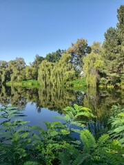 The lake is in a green area. A quiet lake. Lots of plants. Lake in the park