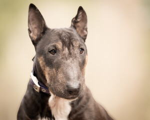 Front-facing Bull Terrier portrait in soft focus, with expressive eyes and a light, warm background.