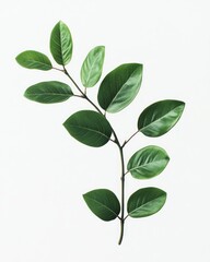 Green Branch with Leaves Isolated on White Background for Botanical Use