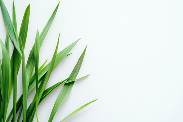 Green Grass Blades on White Background with Copy Space Fresh Minimalist