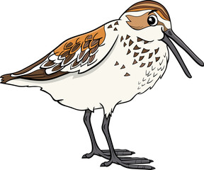 cartoon western sandpiper bird wild animal character
