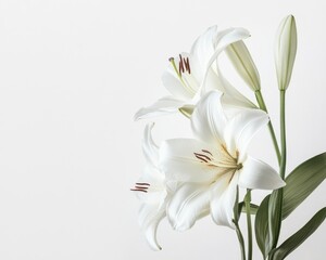 Naklejka premium Elegant White Lily Blooming with Green Leaves on Simple Background