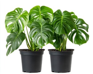 Obraz premium Two Monstera Plants in Pots with Large Green Leaves on White