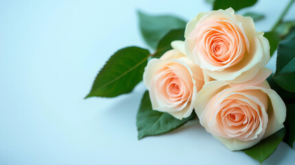 Fototapeta premium A delicate bouquet of soft peach roses with green leaves on a light blue background. 