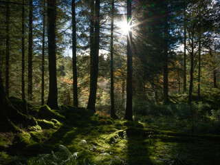 Fototapeta premium Rayon de soleil à travers les arbres d’une forêt écossaise moussue