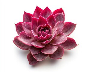 Isolated Purple Succulent Rosette with Leaf Pattern on White Background
