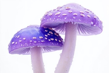 Two Purple Mushrooms with White Spots on a White Background