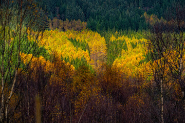 For&ecirc;t &eacute;cossaise flamboyante en automne vue &agrave; travers les arbres