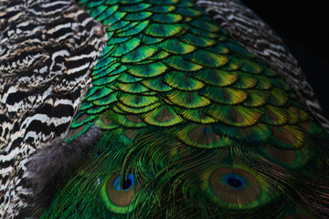Naklejka premium Peacock plumage Captured with a Canon EOS Rebel T6i