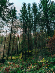 Obraz premium Forêt de pins sous lumière douce