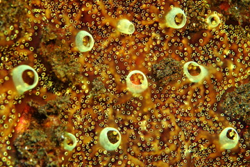 Underwater sponge pattern close-up detail. Red, beige and brown colors, suitable for wallpaper or scientific background.