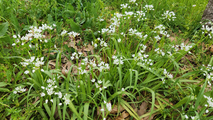Fototapeta premium Neapolitan garlic (Allium neapolitanum) is a Mediterranean plant. Its leaves and bulbs are used in cooking for soups, salads, and meat seasoning.