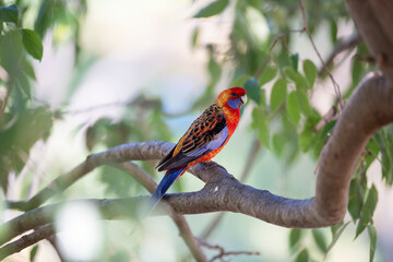 Eastern Rosella in southern New South Wales.